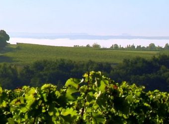 Puy Servain en image : une vidéo qui retrace l’alchimie d’un grand vin