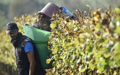 Les vendanges 2016