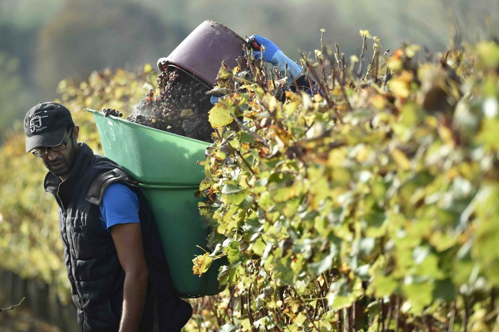 Les vendanges 2016