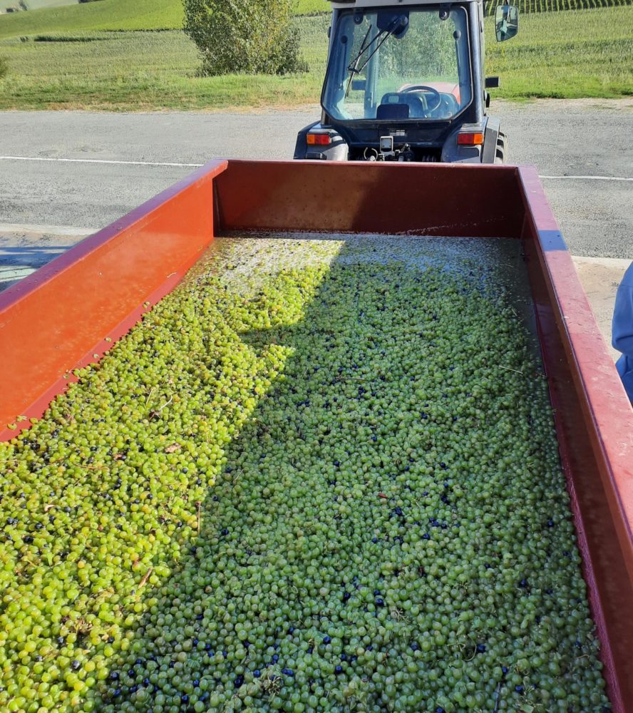 Vendanges 2021 à Puy Servain